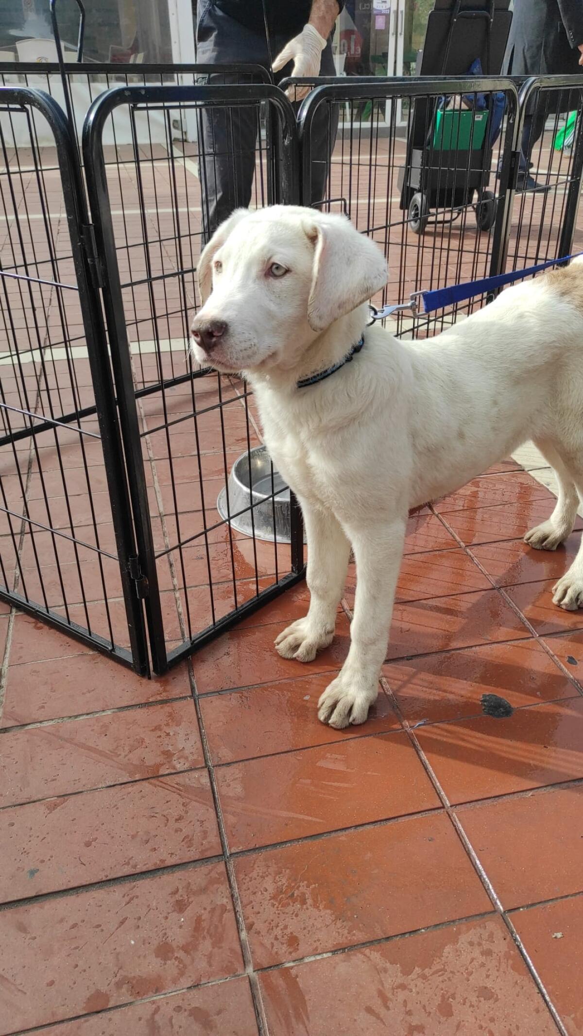 Torna “Adotta un cane dal canile&#8221;: oggi a Macchitella - 