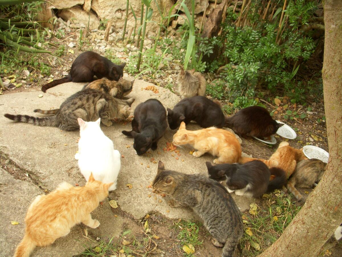 &#8220;Proteggiamo la colonia felina del Lido Eden&#8221; - 