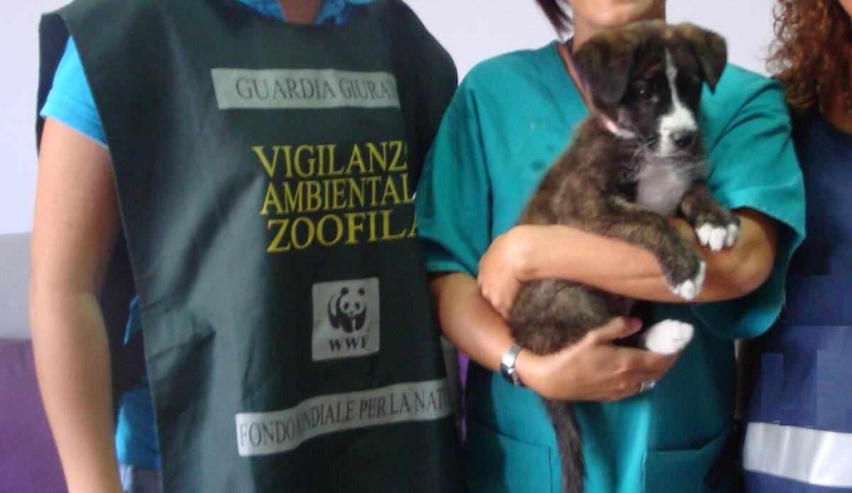 Il WWF Sicilia Centrale critica il disegno di legge sugli animali -