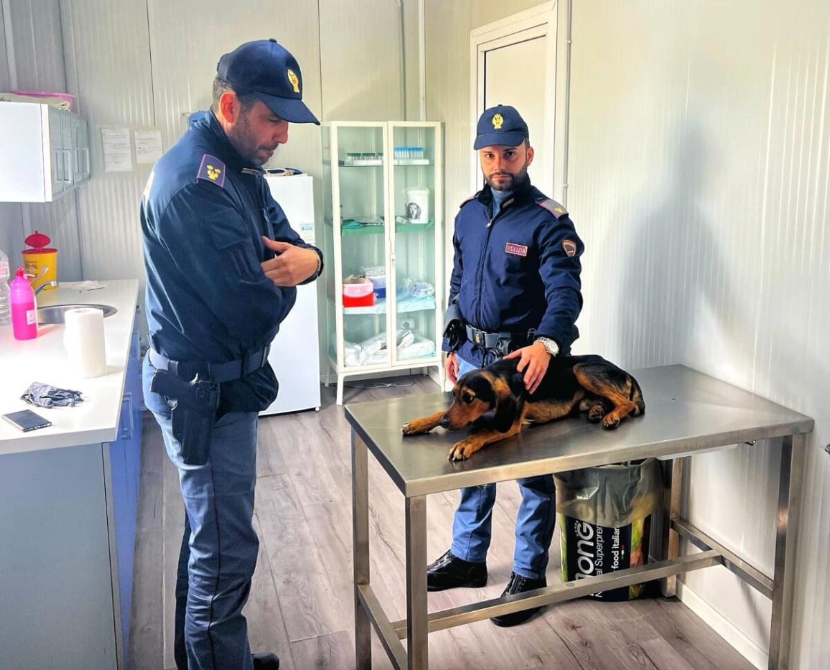 Cane travolto e salvato da poliziotto, deve essere operato: avviata raccolta fondi -