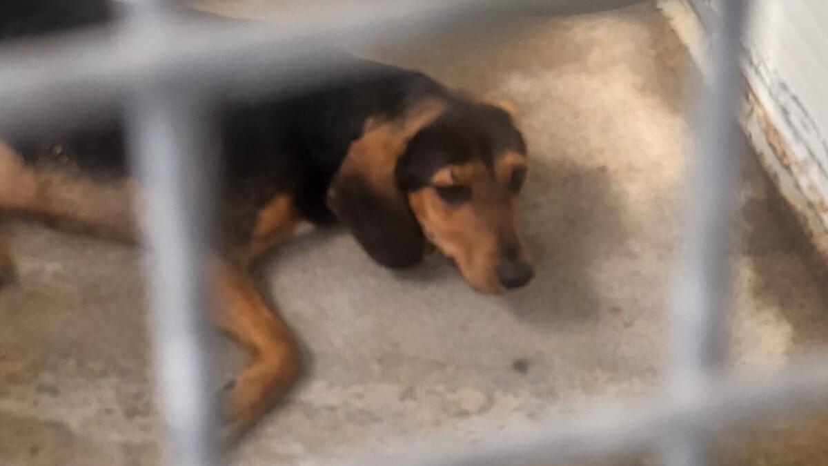 Travolto e abbandonato, cane salvato da un poliziotto -