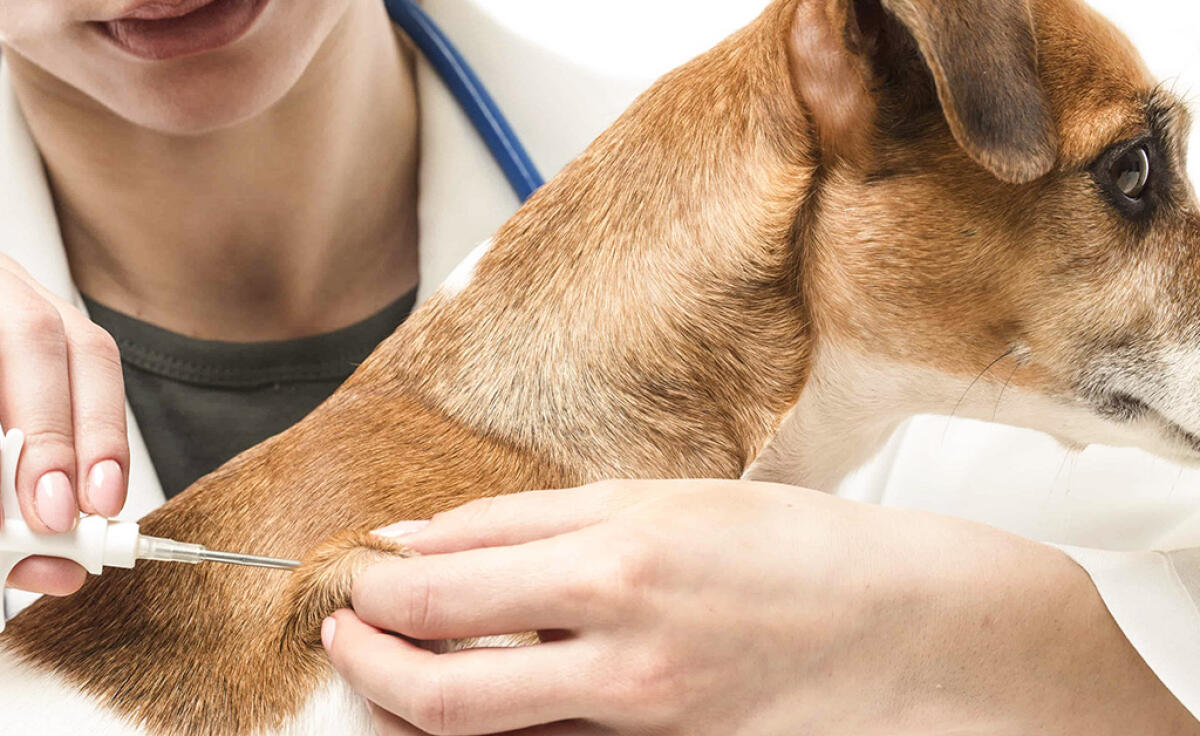 Entro 6 mesi i cani vanno registrati e microchippati - 