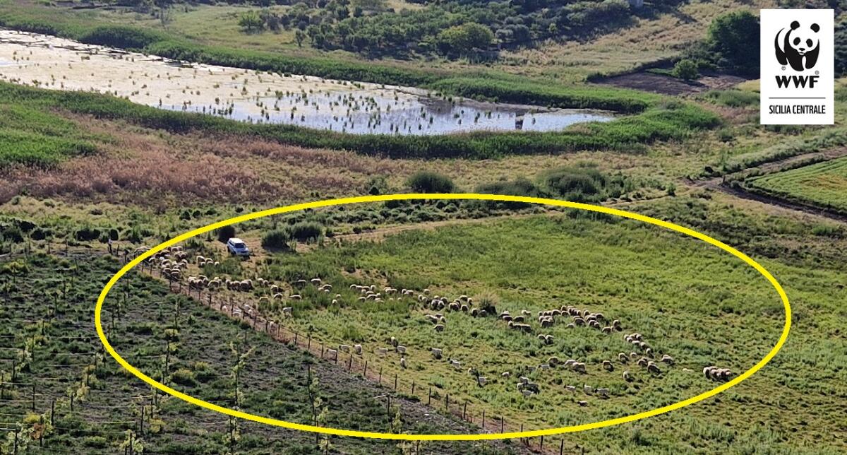 Pascolo abusivo al Lago Soprano: la denuncia del Wwf -