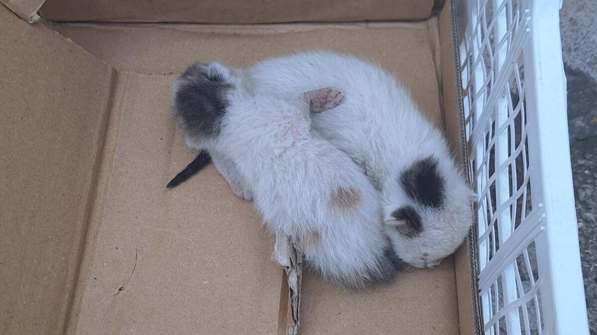 Gattini salvati, un&#8217;altra storia di amore e di sopravvivenza in città - 