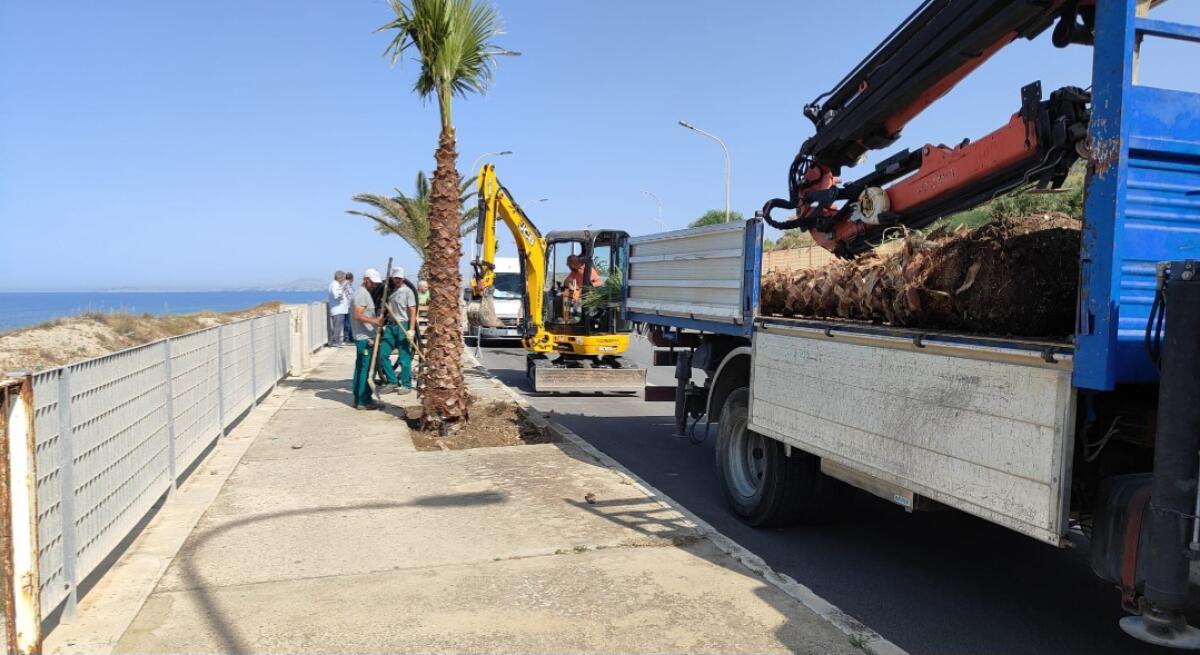 Piantumate 50 nuove palme dattifere sul Lungomare, poi in via Venezia - 