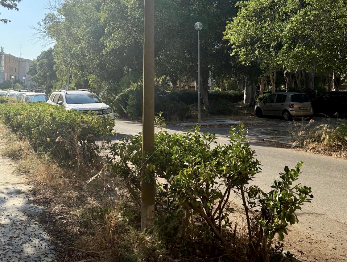Macchitella, residenti preoccupati dopo la caduta dell’albero  - 