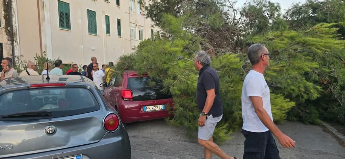 Albero caduto su auto a Macchitella:il sindaco ha ricevuto segnalazioni di manomissione - 