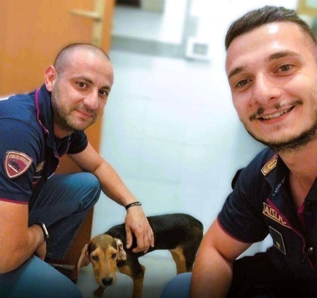 Vagava nel buio sulla statale, cucciolo di Beagle salvato dalla Polizia - 