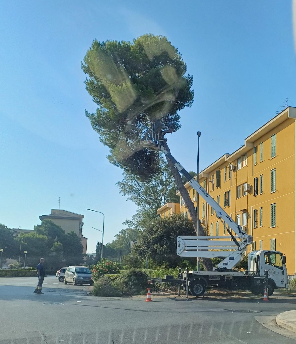 Ghelas a Macchitella sugli alberi pericolanti - 