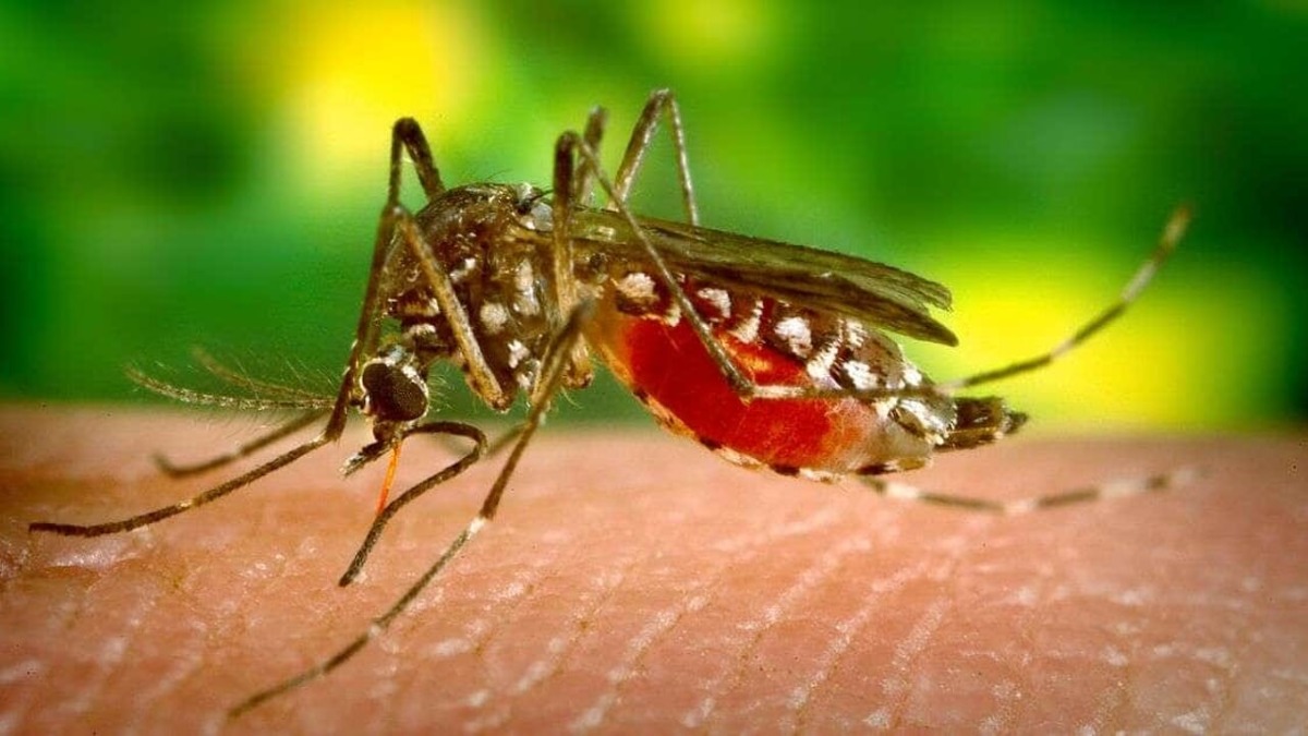 Provvedimenti contro la West Nile Virus -