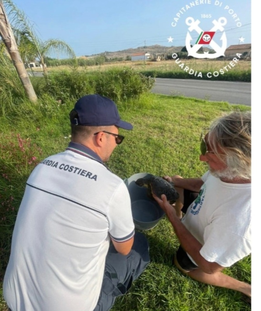 Tartaruga Caretta Caretta impigliata  nella rete da pesca  - 