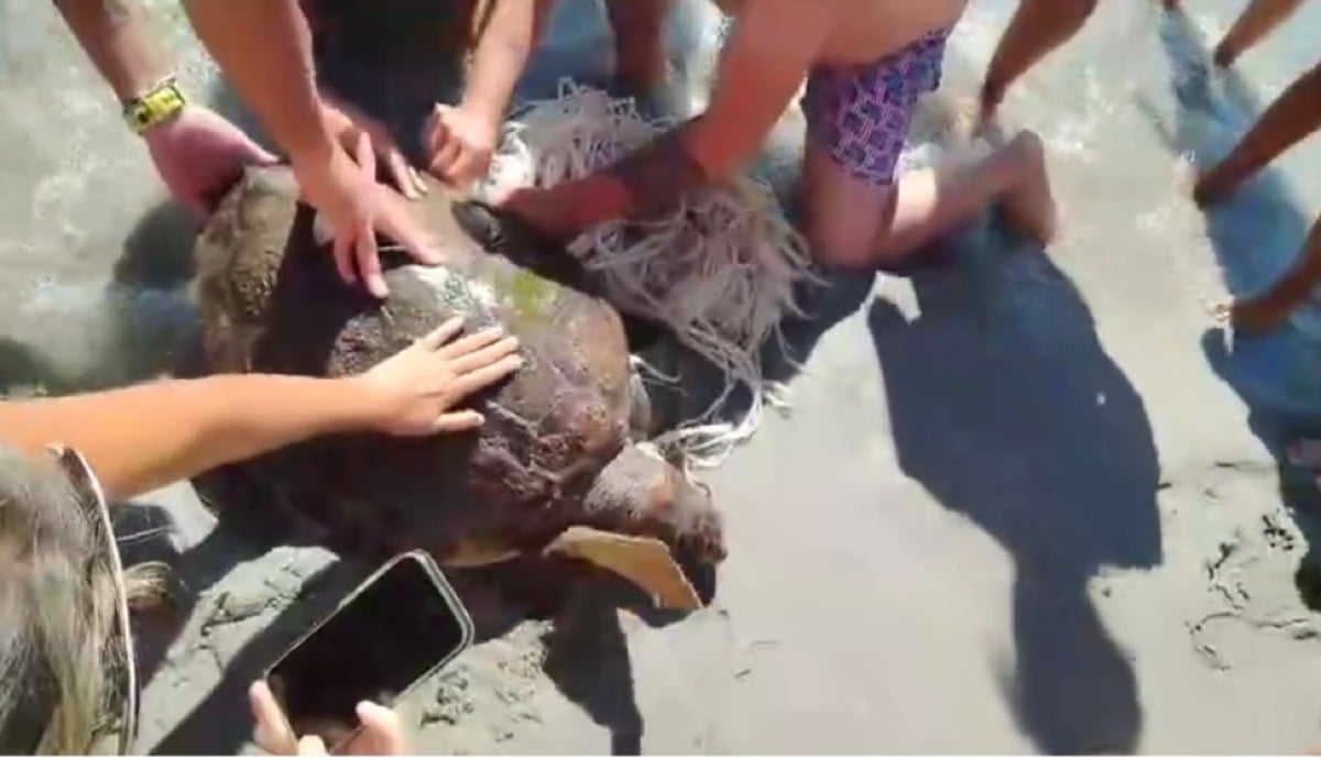 Spettacolare salvataggio di Caretta Caretta -