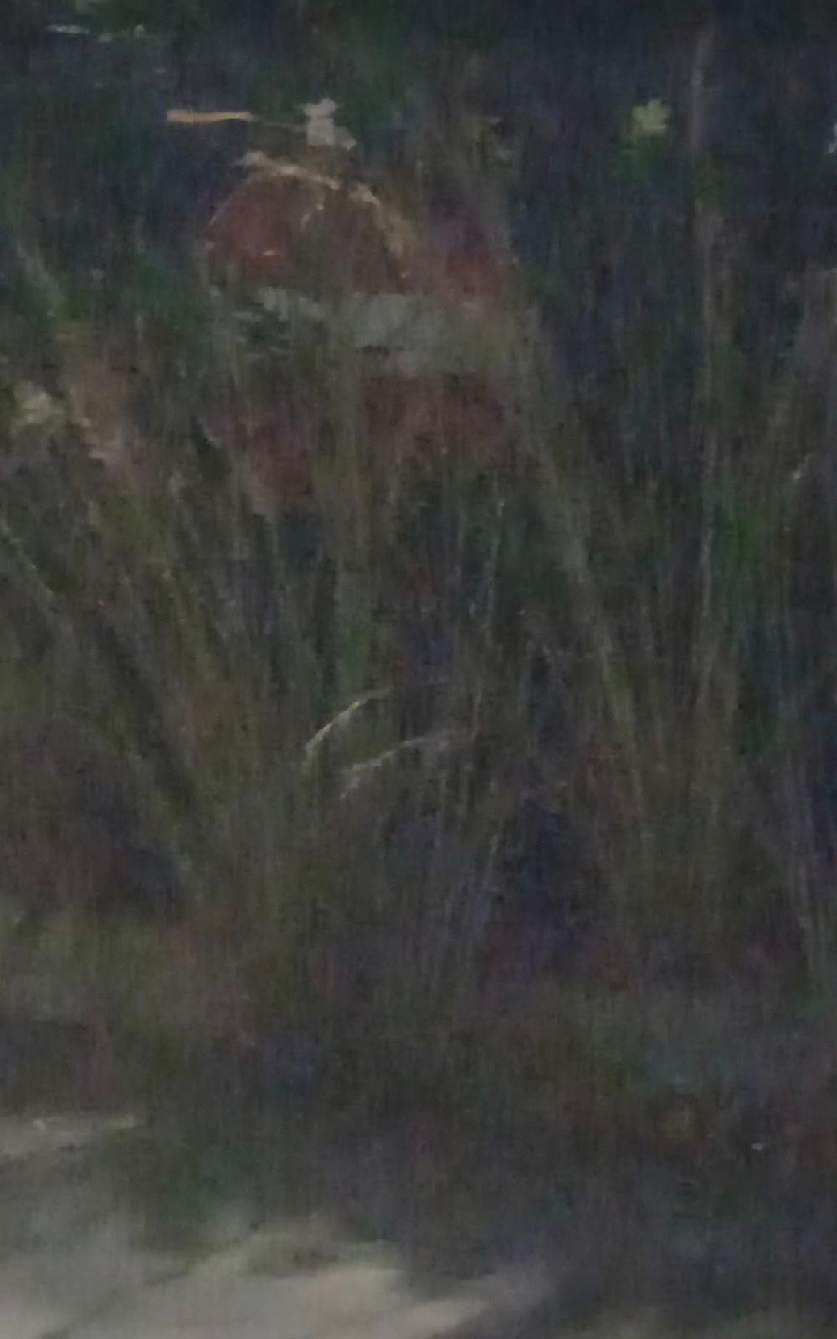 Viale Indipendenza con la carreggiata invasa da vegetazione - 