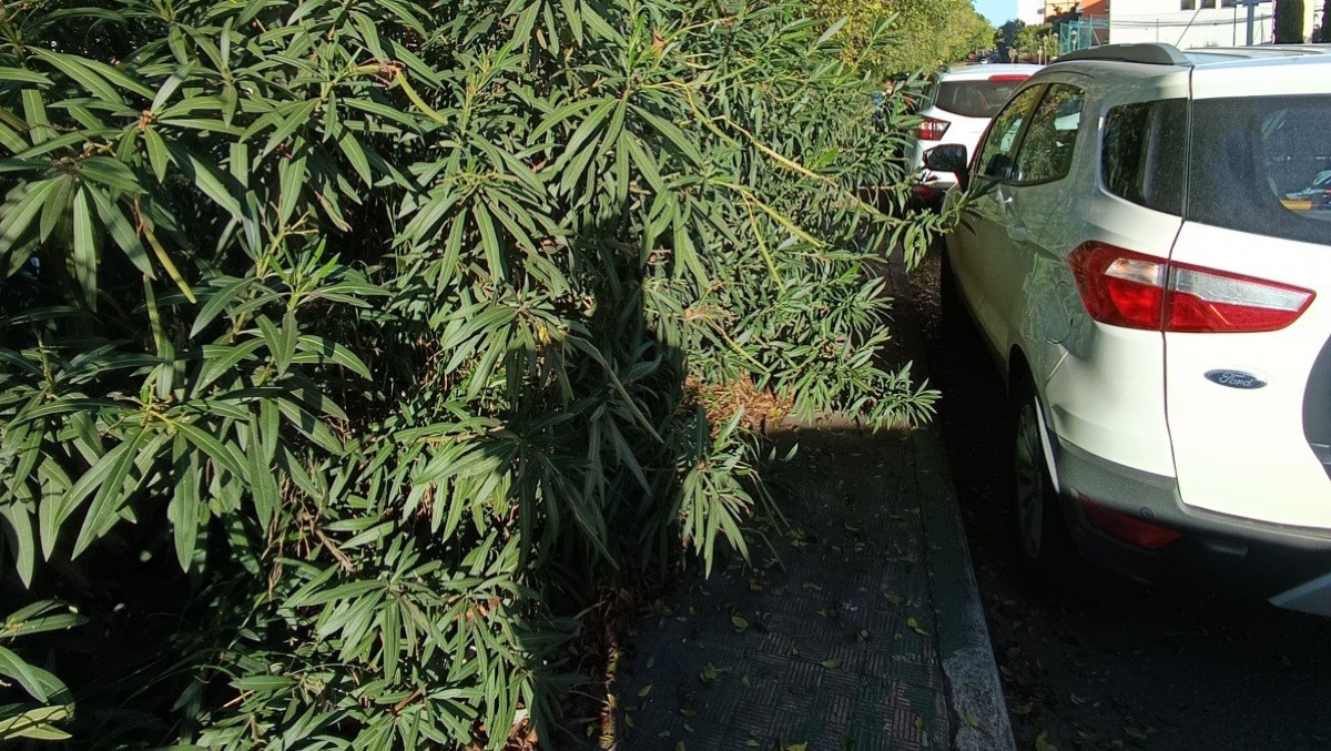 Vegetazione fuori controllo a Macchitella  -