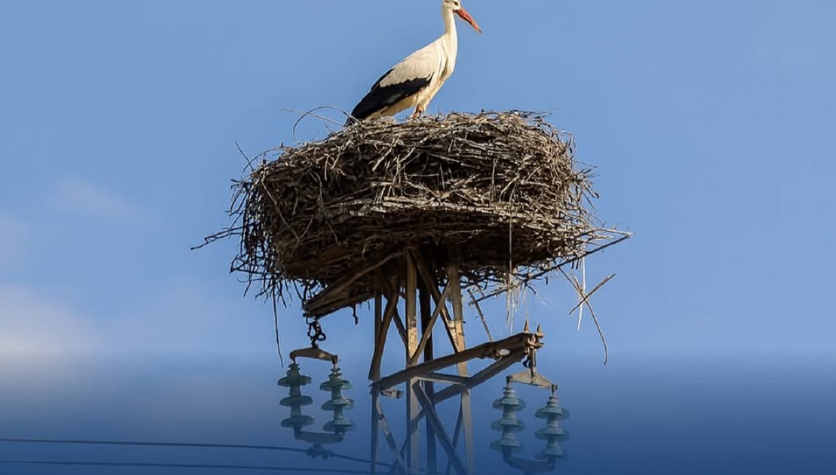Accordo per tutelare la cicogna bianca  - 