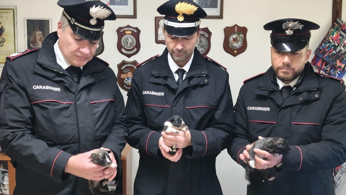Cuccioli di cane salvati dai carabinieri  - 