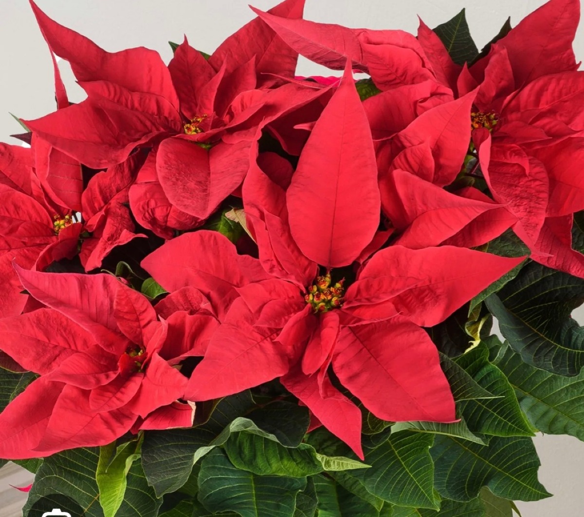 Blitz contro la vendita abusiva di stelle natalizie  - 