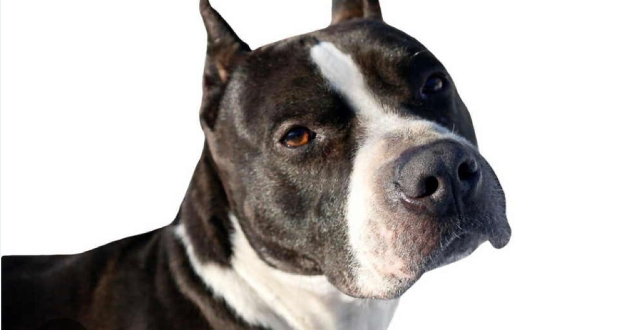 Ragazzo di 14 anni ferito da pitbull - 