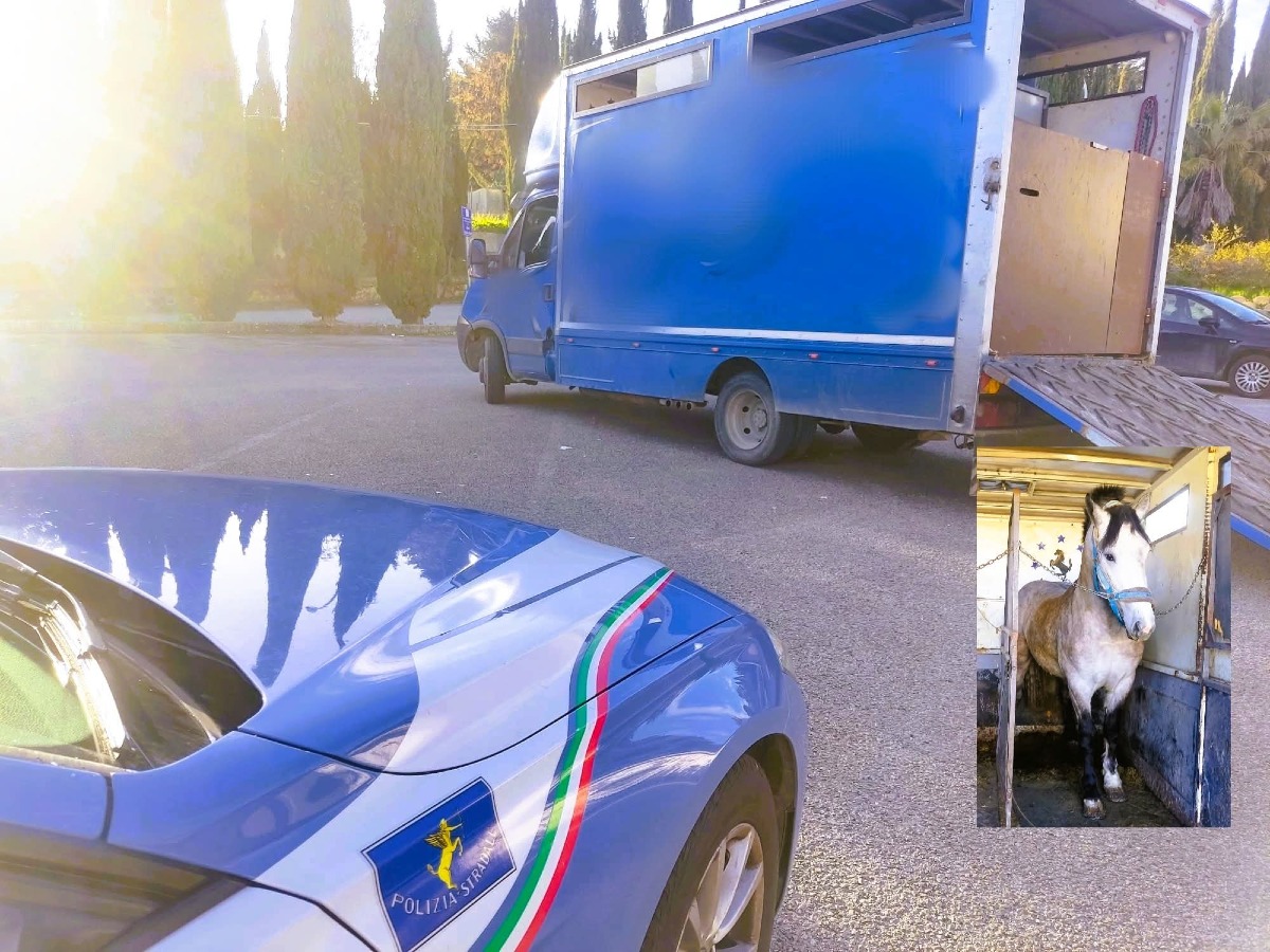 Cavallo privo di documentazione e microchip  - 
