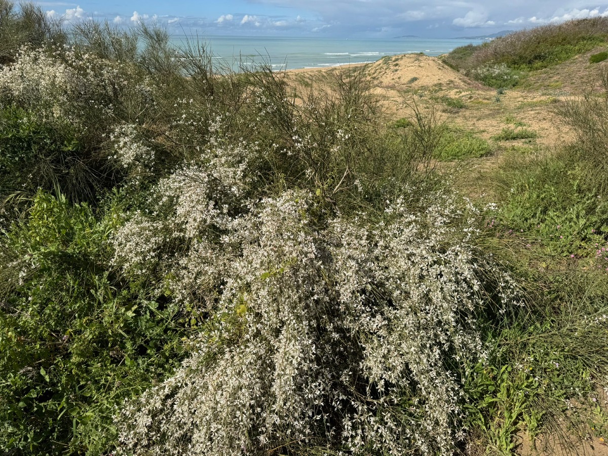 Lidi sulle dune:faccia a faccia con i cittadini  - 