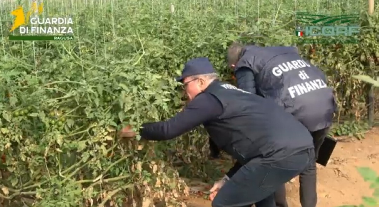 Piantine di pomodori contraffatte, blitz della Finanza  - 