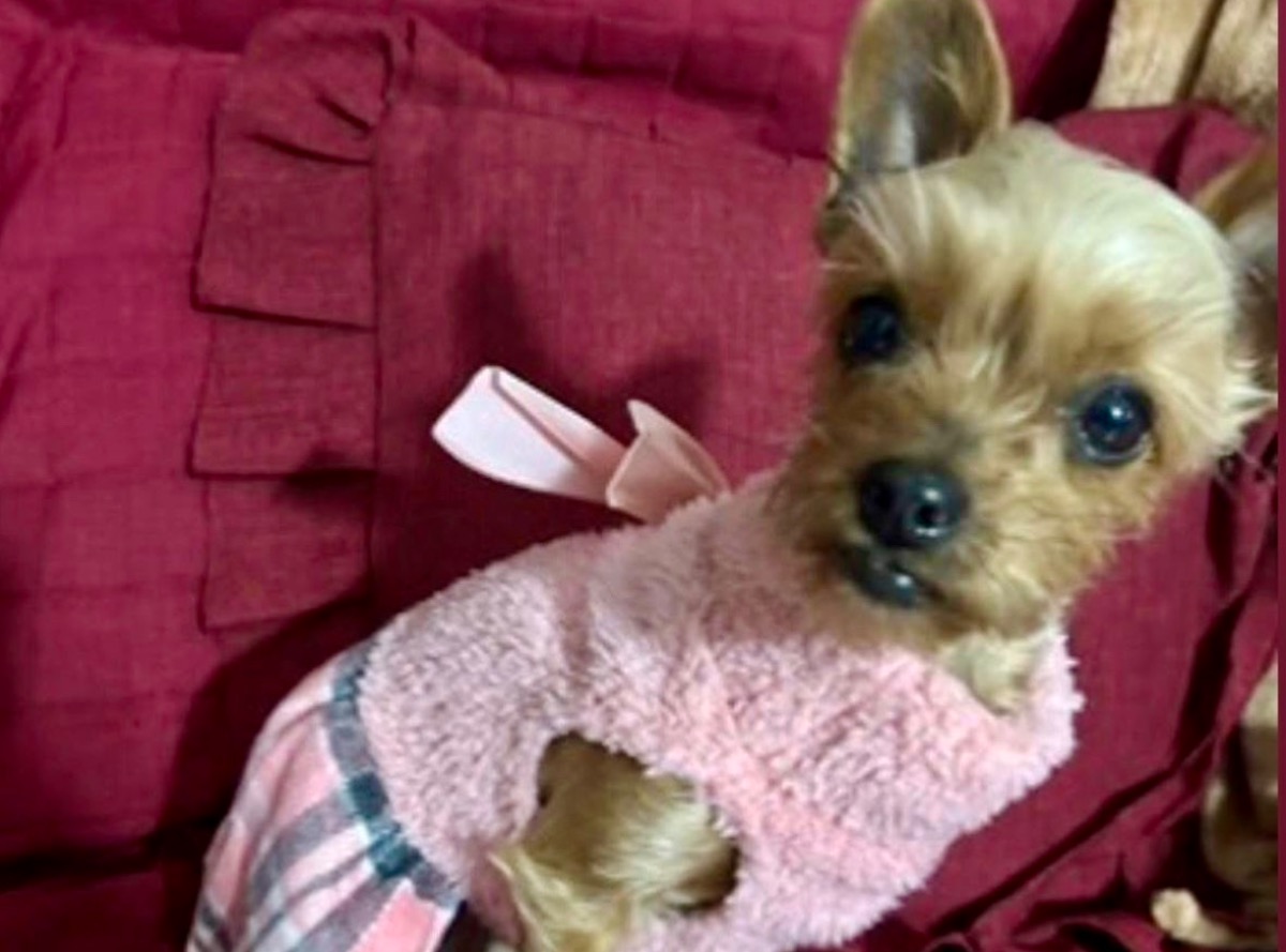 Si è smarrita la cagnolina Minny  - 