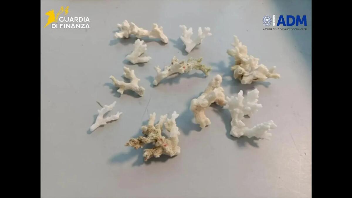 All’aeroporto di Palermo sequestrati 13 esemplari di corallo a rischio estinzione - 