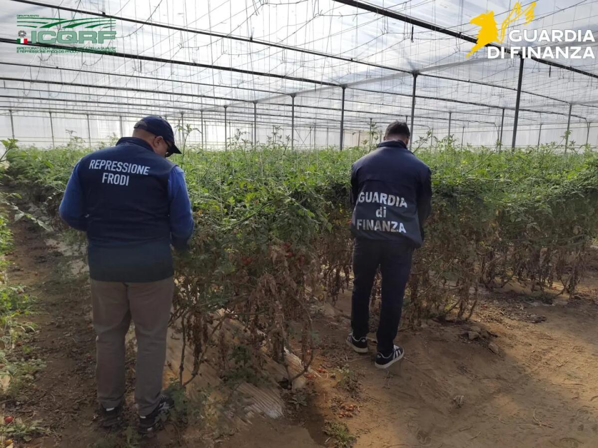 Semi di pomodoro contraffatti, maxi sequestro e denunce nel Ragusano / Video - 