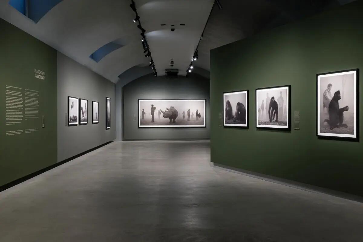 Alle Gallerie d’Italia di Torino la mostra “Nick Brandt” - 