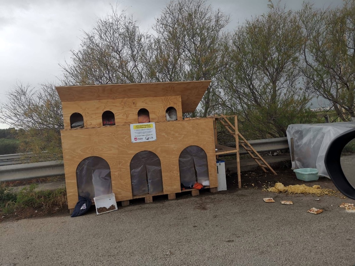 Zona industriale, appello dell’associazione Vita Randagia  - 