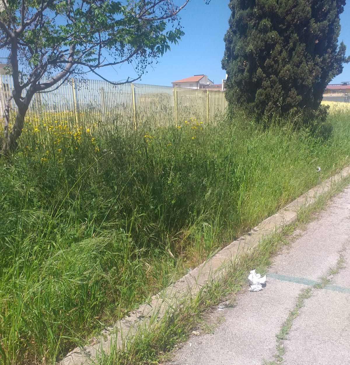 Sterpaglie alte, serpenti e topi  in via Fuentes - 