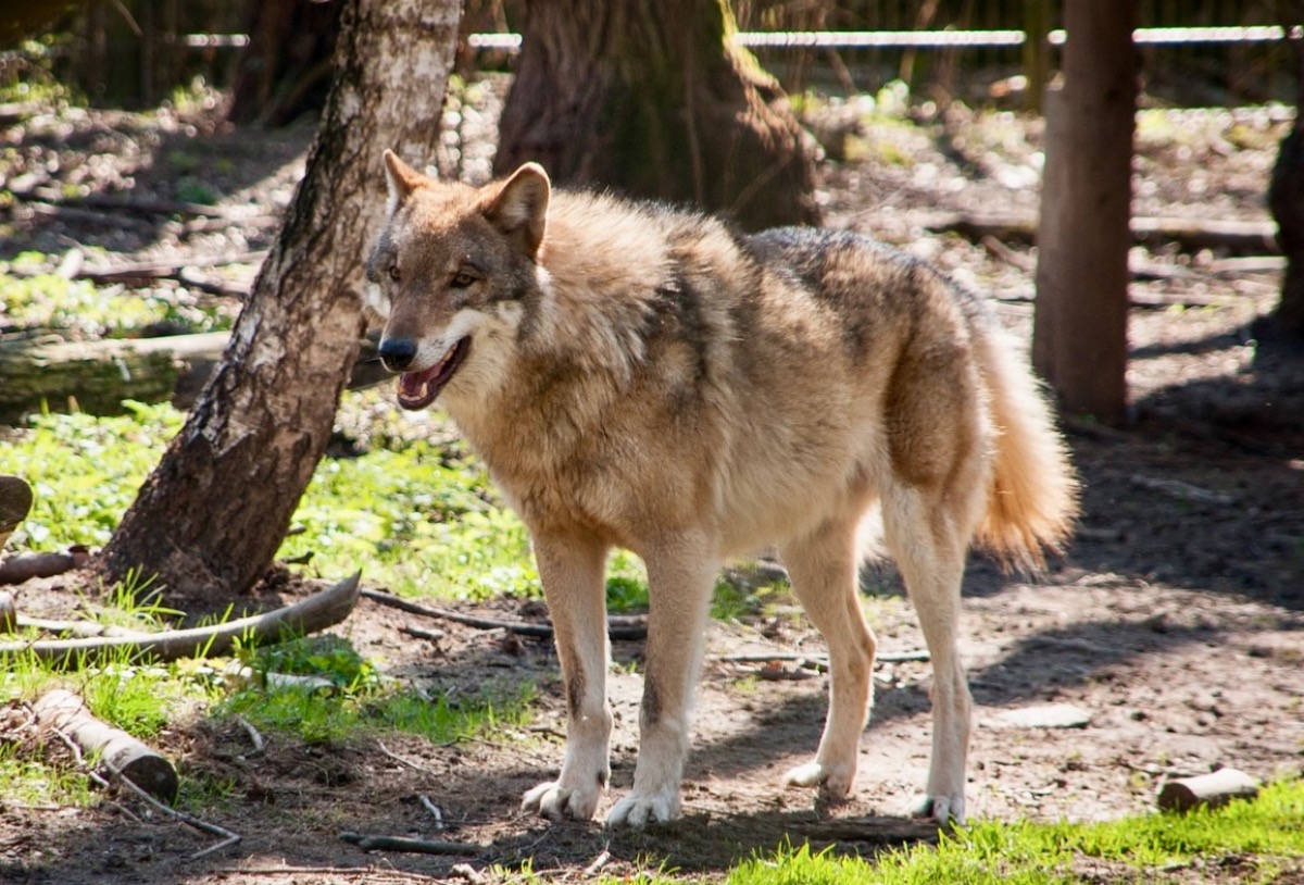 Animali avvelenati, il dolore della famiglia  - 