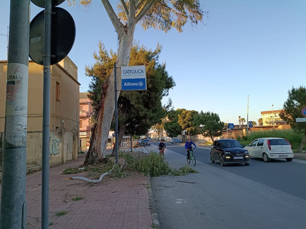 Caduta di rami in via Niscemi 