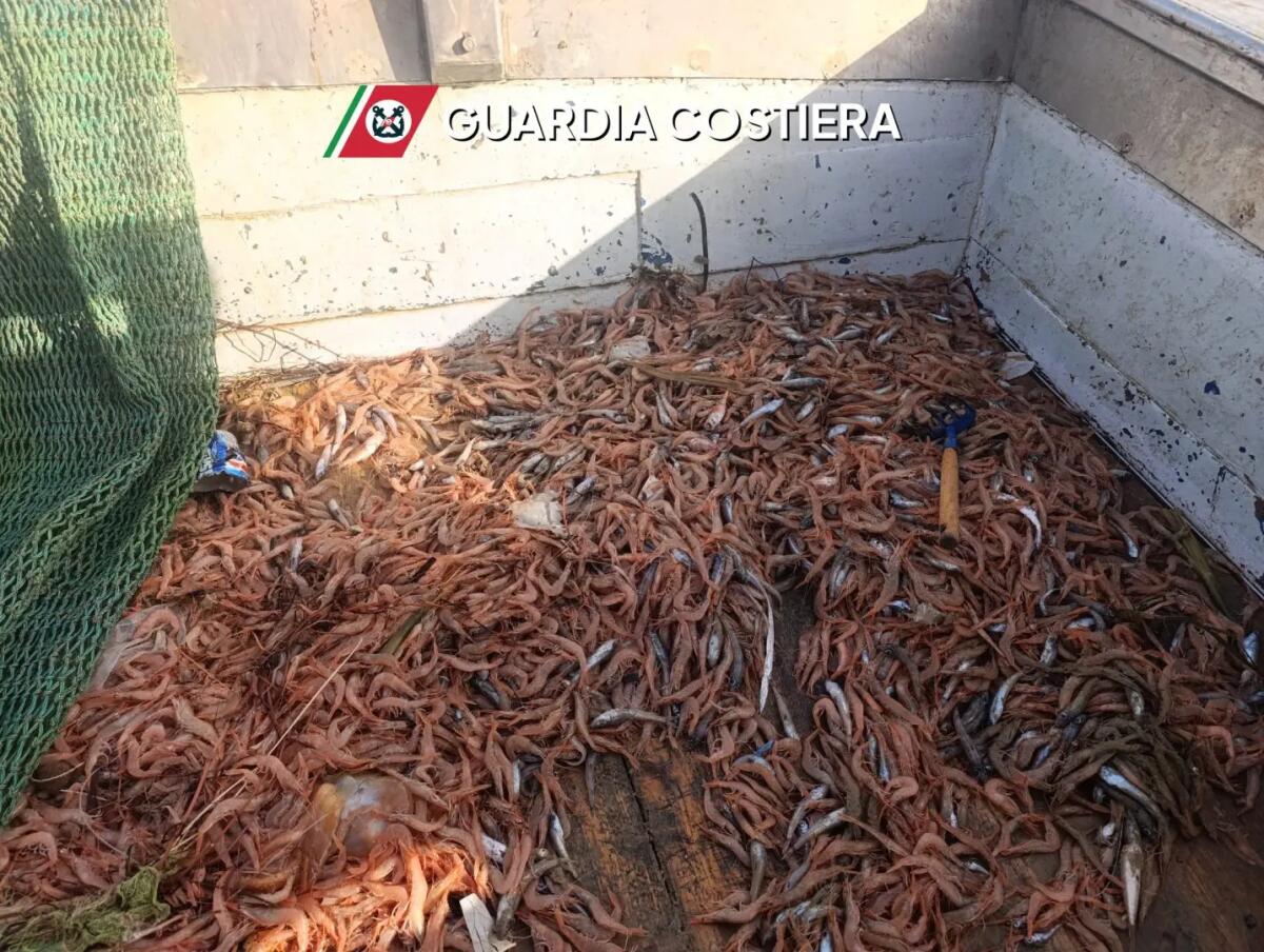 Maxi operazione “Phoenix” della Guardia Costiera, sequestrate 21 tonnellate di prodotti ittici in Sicilia occidentale - 