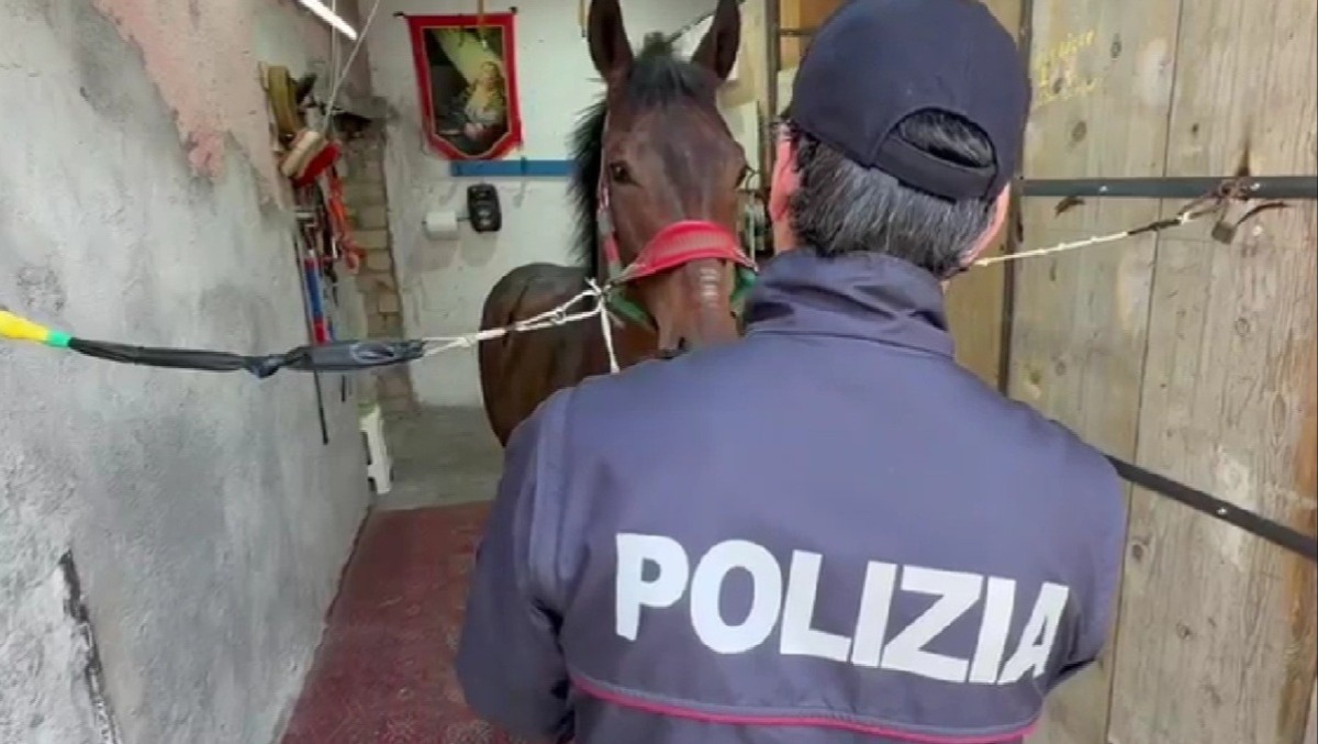 Corsa clandestina di cavalli nei pressi della Catania-Gela 