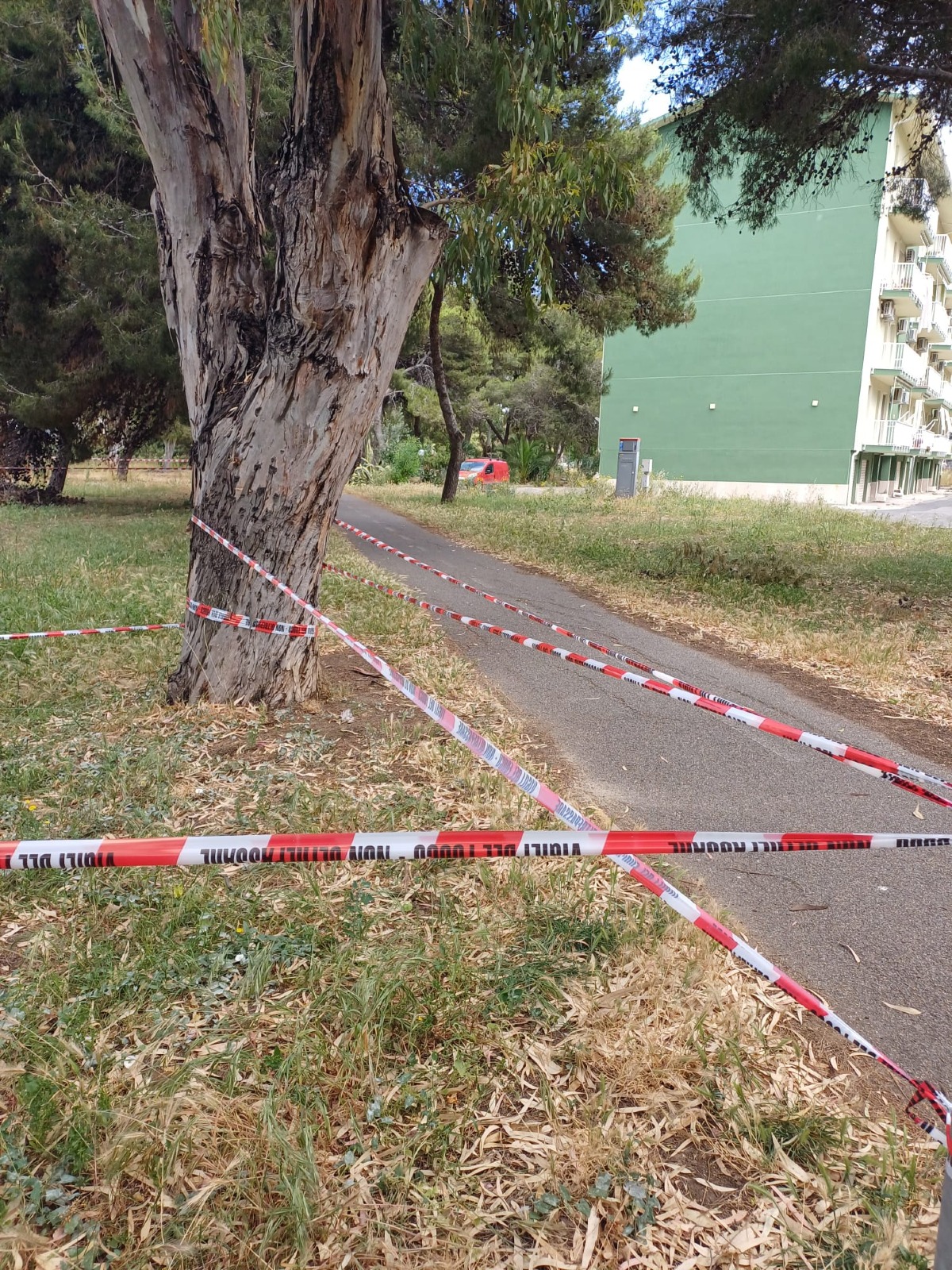  Alberi transennati alla pista ciclabile  - 