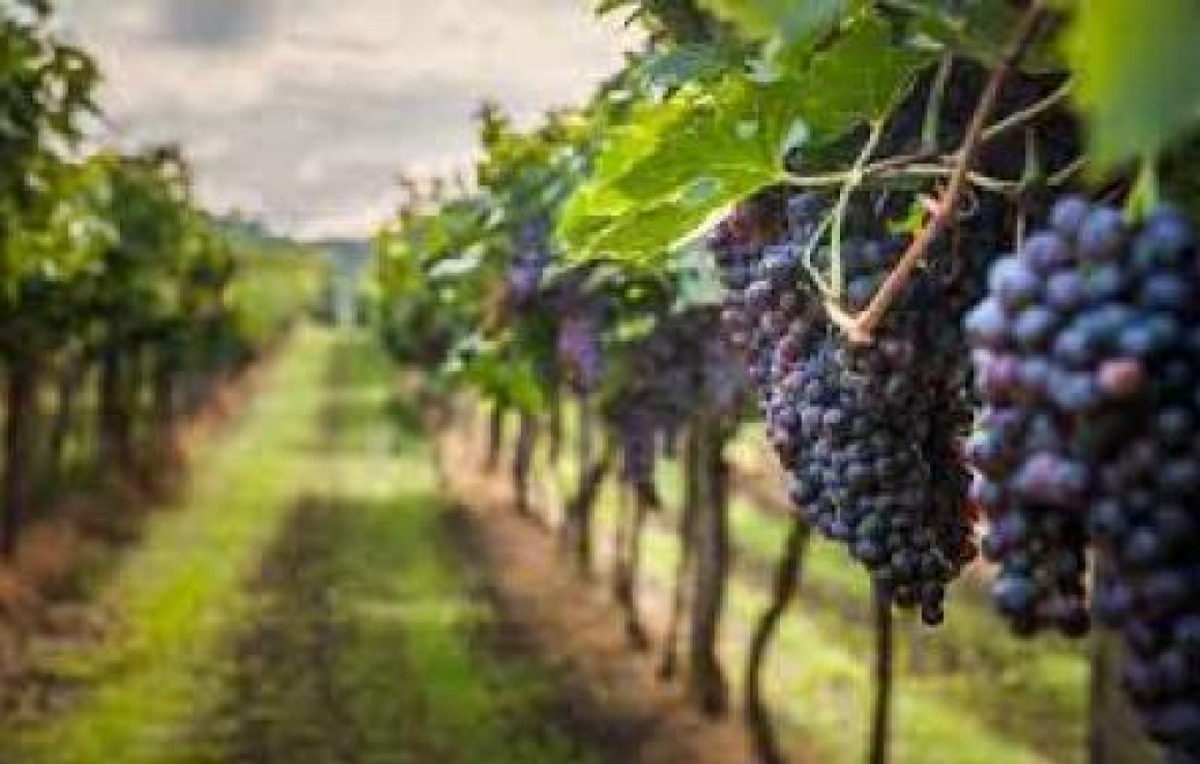 Agricoltura, Sammartino: «Via a pagamenti per oltre 85 milioni di euro» - 