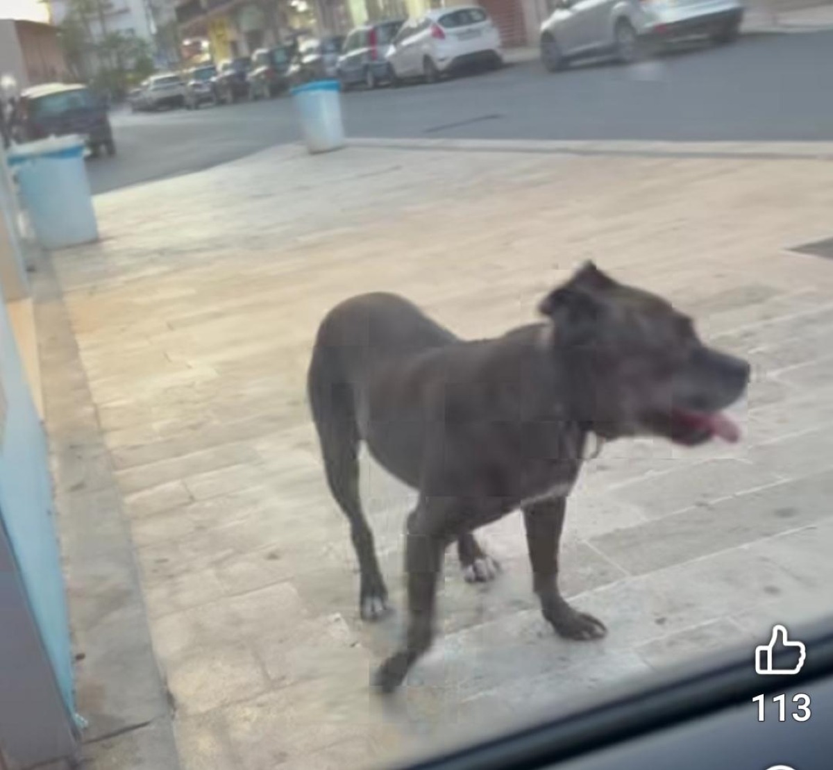 Catturato  pittbull che ha seminato il panico a Caposoprano - 