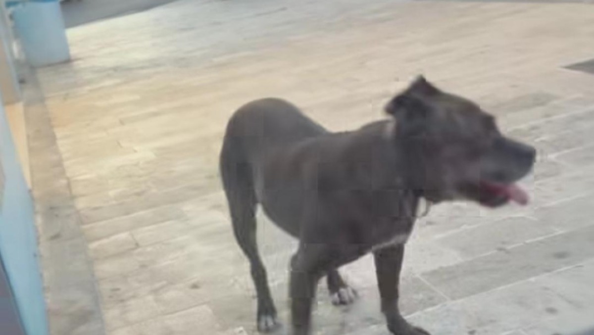 Pitbull girava libero da 2 anni, segnalazioni ignorate  - 