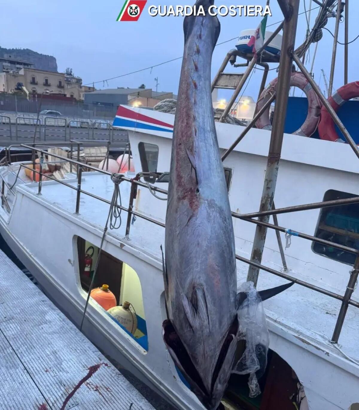 Guardia Costiera, sequestrati 19 esemplari di tonno rosso su un peschereccio a Palermo - 