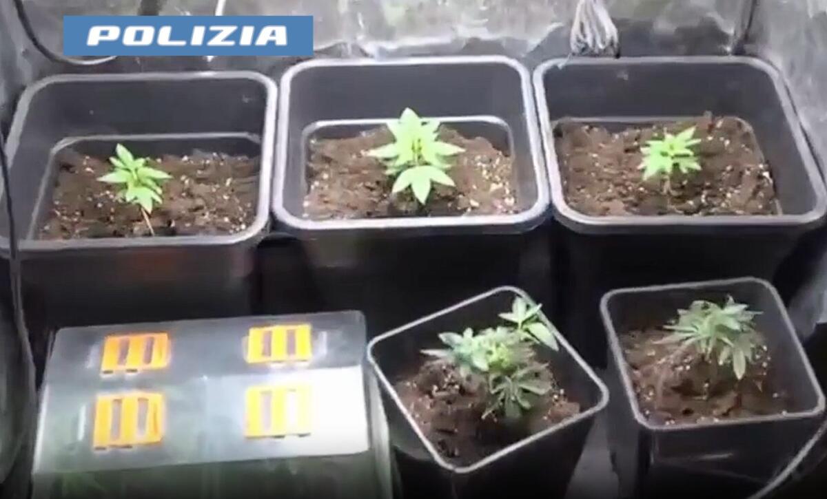 Coltivava marijuana in casa e fabbricava documenti falsi: arrestato un 49enne a Catania / Video - 