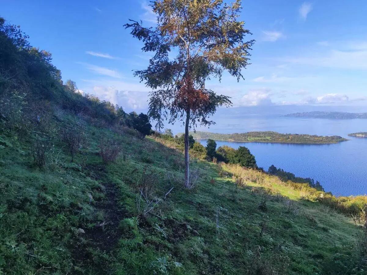 Mundys, Neya lancia in Cile un nuovo progetto di riforestazione di 170 ettari - 