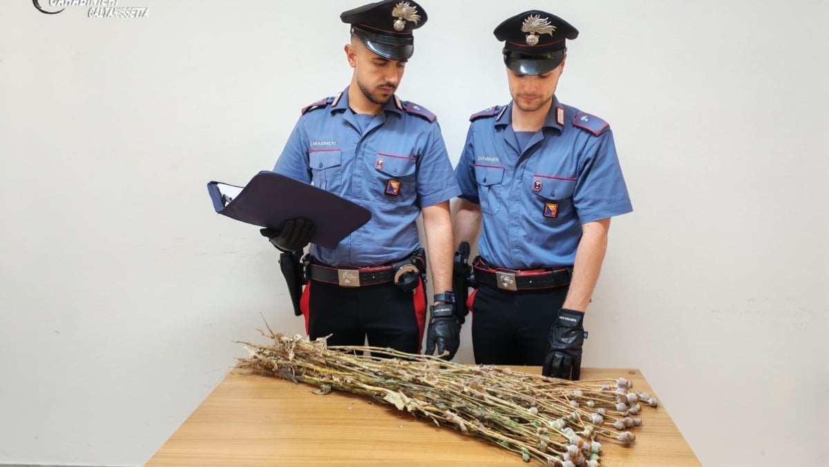 Scoperta coltivazione di papavero da oppio - 