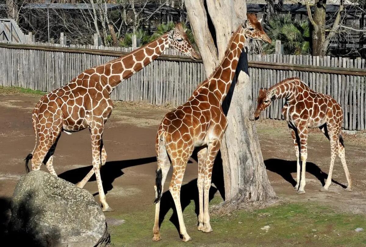 Banca del Fucino, la musica del Teatro dell’Opera di Roma al Bioparco - 