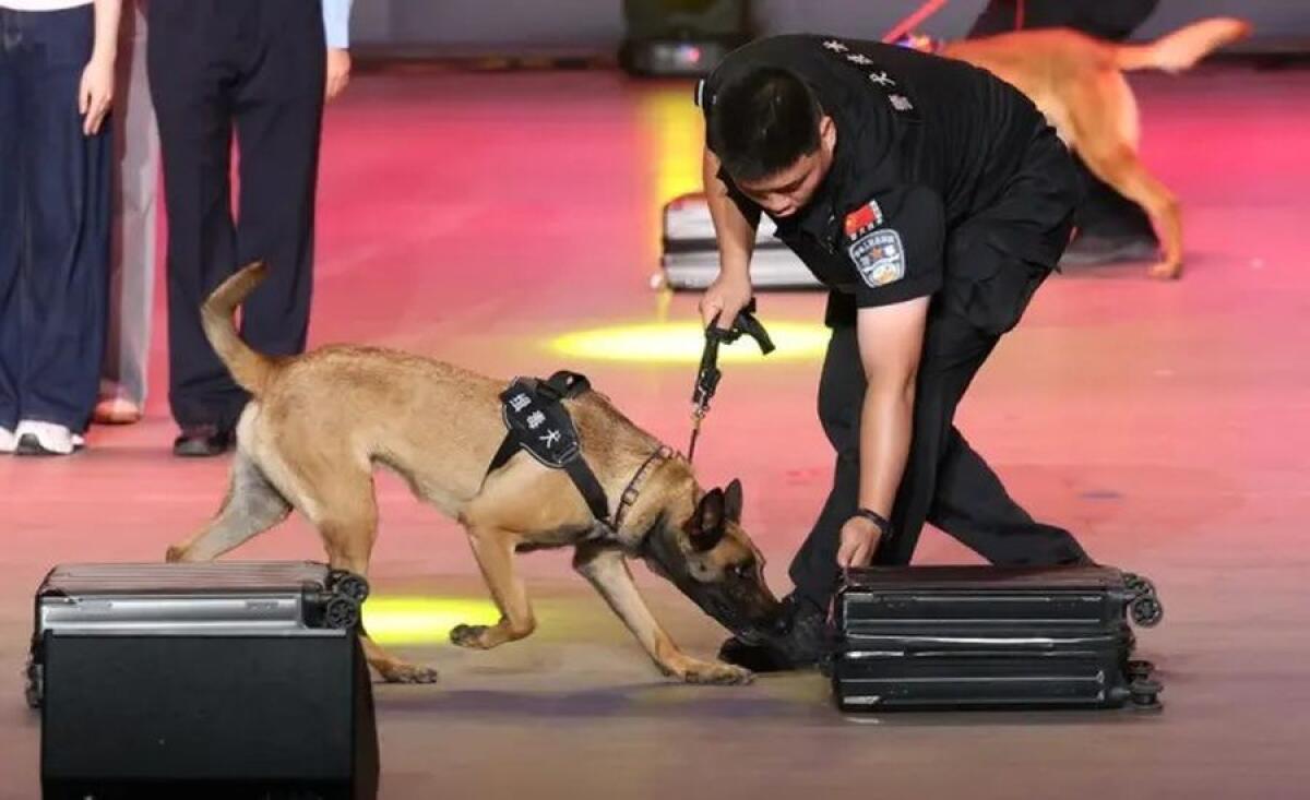 Cina, da inizio anno sequestrate oltre 4 tonnellate di droga alle frontiere - 