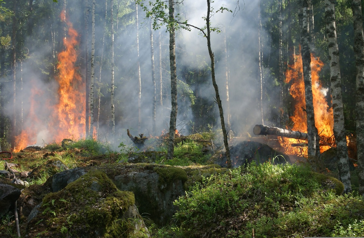 Incendi, CNA Sicilia: "Stato di crisi e calamità nazionale"  - 