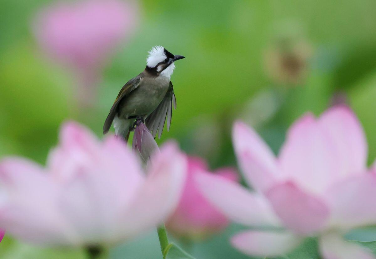 Cina, stretta sulla caccia illegale agli uccelli e i reati contro fauna selvatica - 