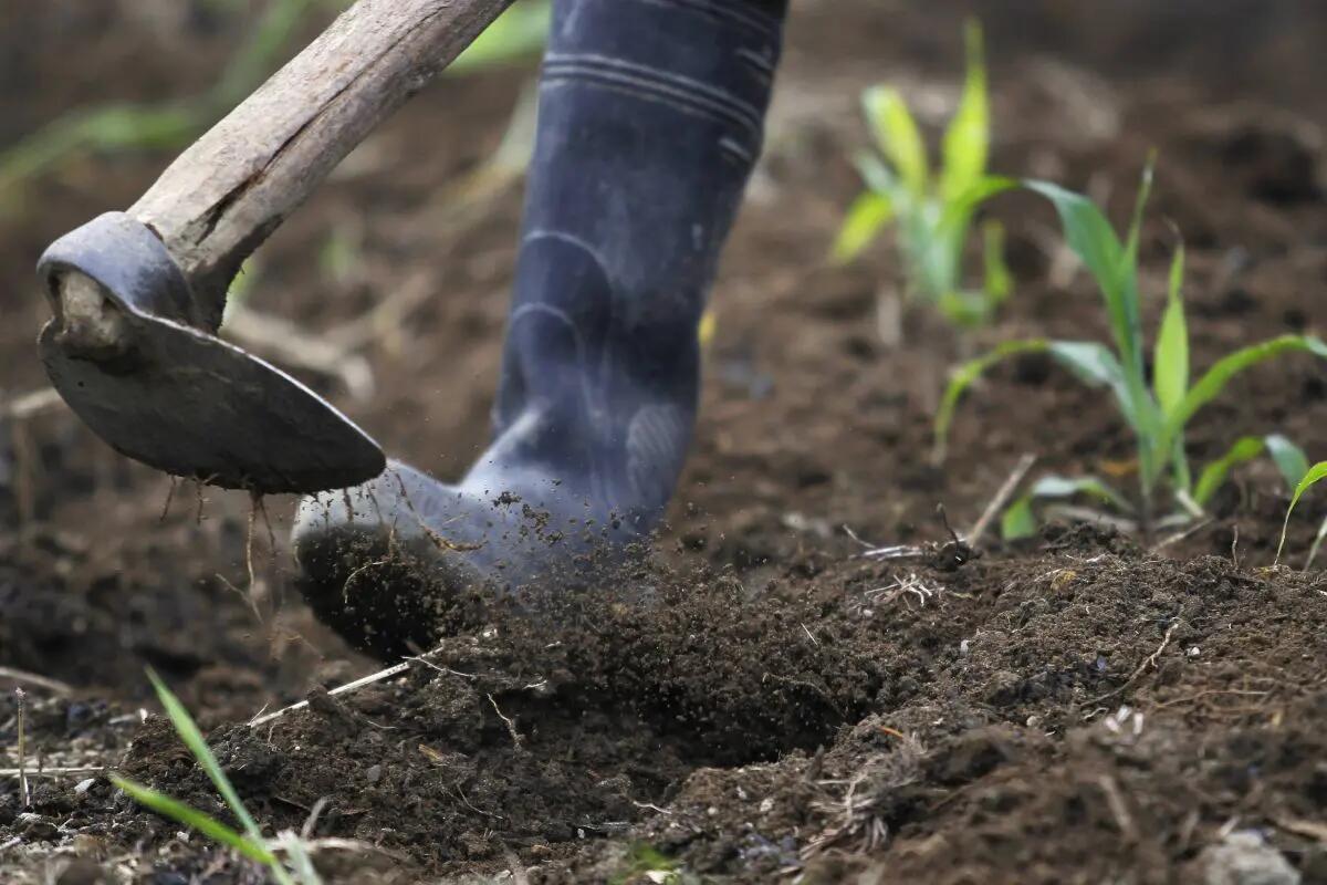 Cina, gli scarti agricoli diventano biochar ad alto valore - 