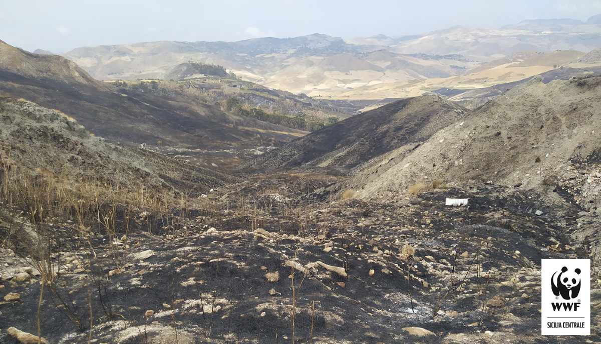 Ancora gravi incendi nel Nisseno, la denuncia del WWF - 