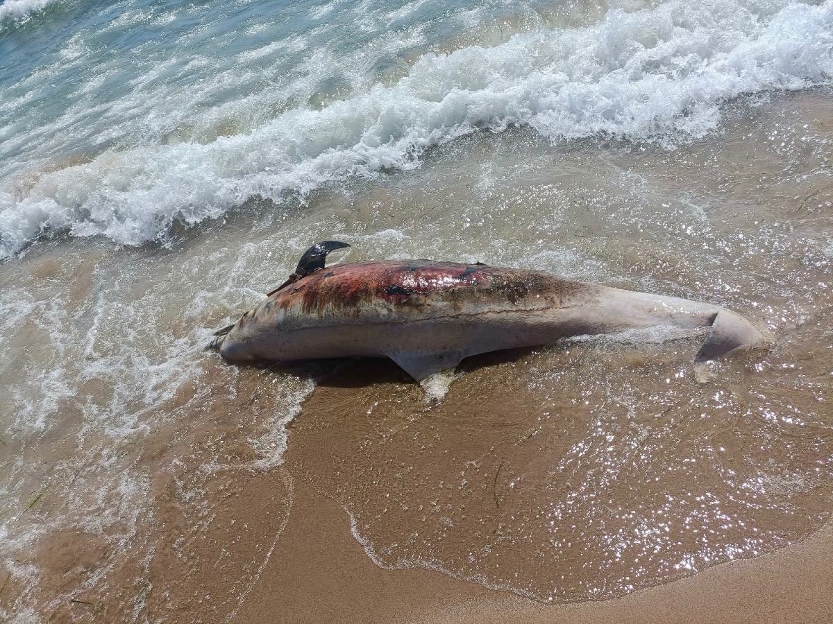 La carcassa di un delfino a riva, allertate le autorità  - 